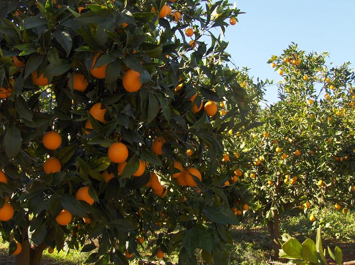 Της Σπάρτης οι πορτοκαλιές