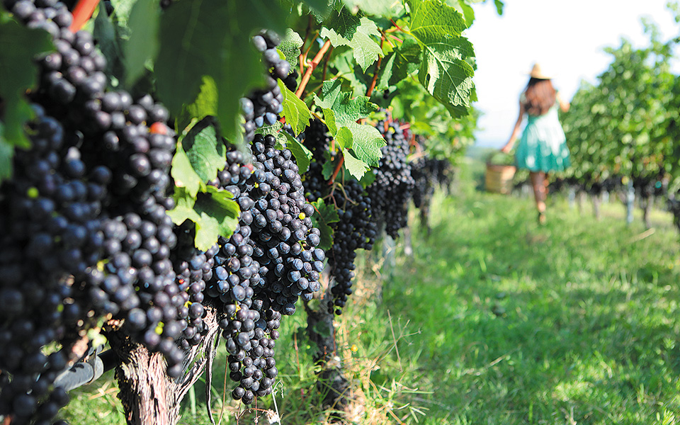 Τραγούδι του τρυγητού